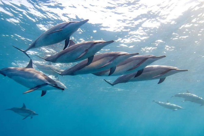 2-Hours Dolphin Excursion in Mauritius - Key Points Before You Book