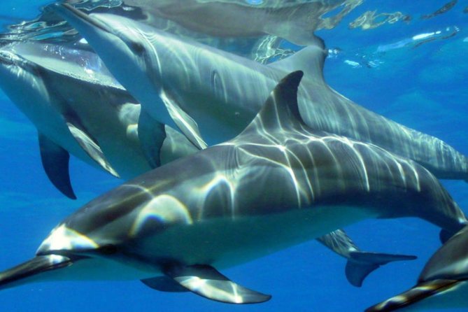 2-Hours Dolphin Excursion in Mauritius - Meeting at 7:00 a.m. in Black River