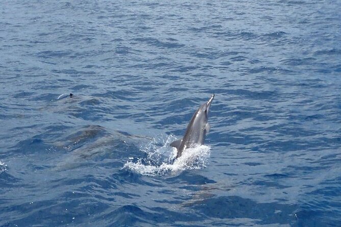2-Hours Dolphin Excursion in Mauritius - The Crowding Question Around Wild Dolphins