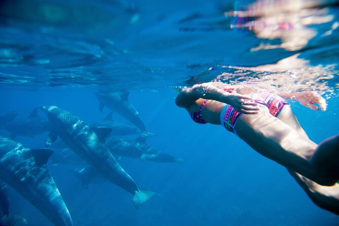 2-Hours Dolphin Excursion in Mauritius - Is $63.97 Good Value?