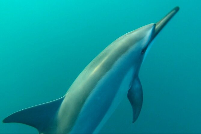2-Hours Dolphin Excursion in Mauritius - Who Will Enjoy This Most?
