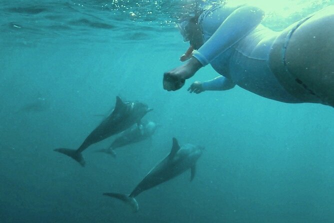 2-Hours Dolphin Excursion in Mauritius - Weather, Cancellations, and the Best Backup Plan