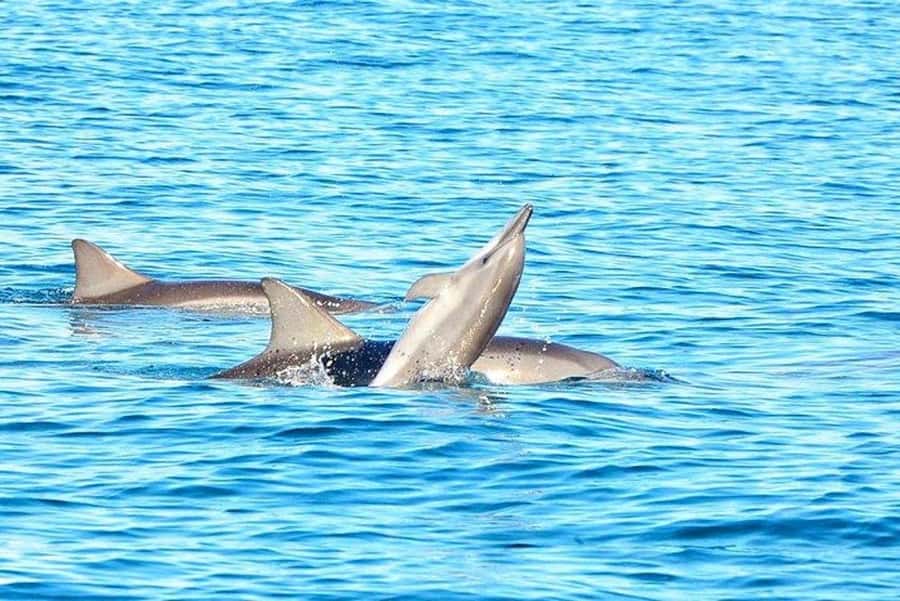 3-Day Private Tour of Mauritius with Optional Dolphin Swim - The Southwest: volcanoes, temples, waterfalls, and Chamarel