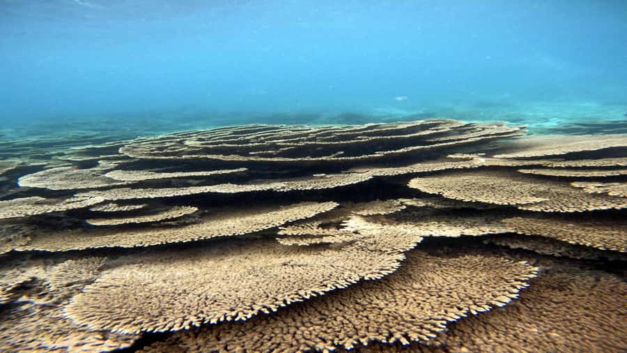 5 Islands Private Speedboat w/ Snorkeling + Lunch & Drinks - Key things to know before booking