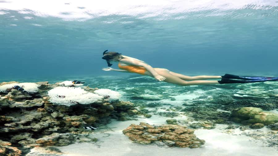 5 Islands Private Speedboat w/ Snorkeling + Lunch & Drinks - Ile aux Aigrettes and the return through five islands