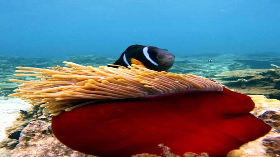 5 Islands Speedboat w/Snorkeling Sea Turtle + Lunch & Drinks - Blue Bay Marine Park is the main water activity