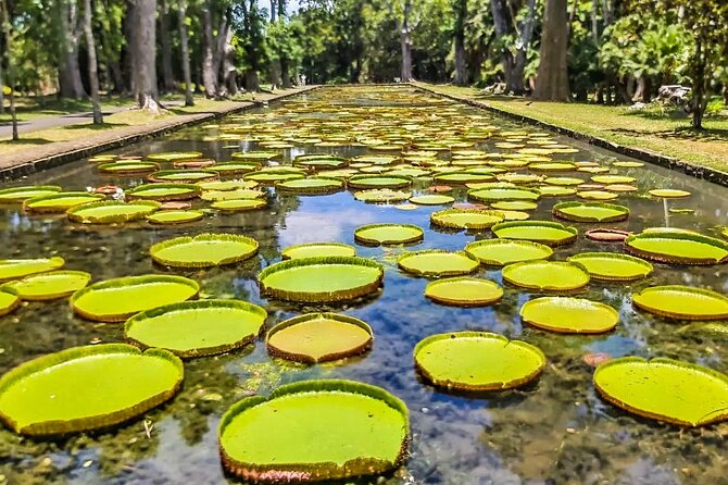 8-Hour Private City and North Tour in Mauritius - Pamplemousses Botanical Garden and its rare plants