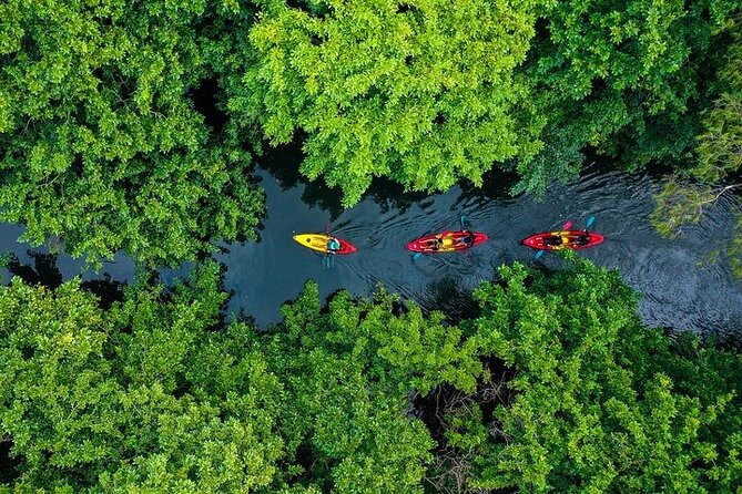 Afternoon Guided Kayak Activity on the Tamarin River - Key points at a glance