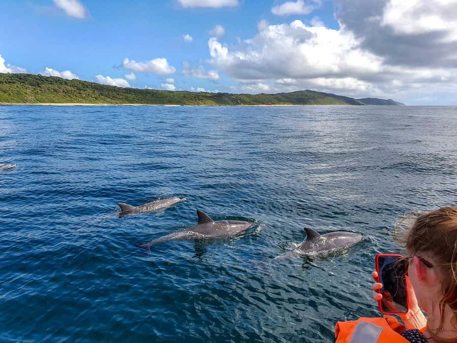All In One- Dolphins, Whales, Snorkeling & Lunch onboard - Whale watching in open water