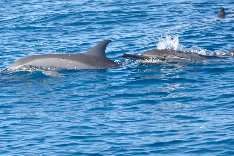 All In One- Dolphins, Whales, Snorkeling & Lunch onboard - BBQ lunch, with one important detail to confirm