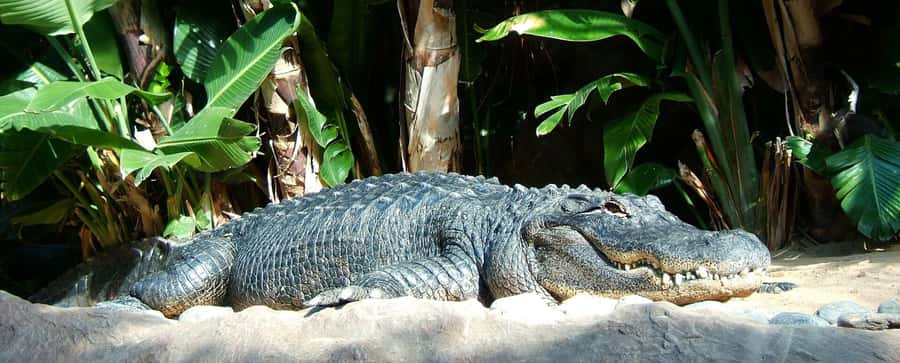 Animal & Nature Parks, Private Tour - La Vanille Nature Park and its giant tortoises