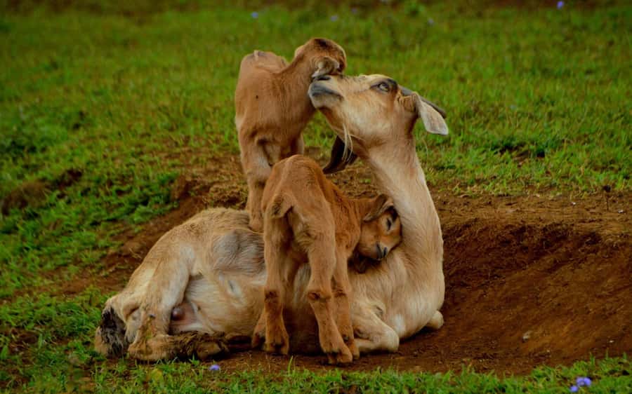 Animal & Nature Parks, Private Tour - A driver-guide who can add local context