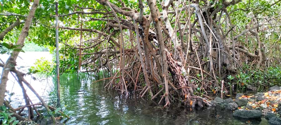 Authentic North East Coast E-bike Guided Tour - Mangroves, oysters, and coastal wildlife
