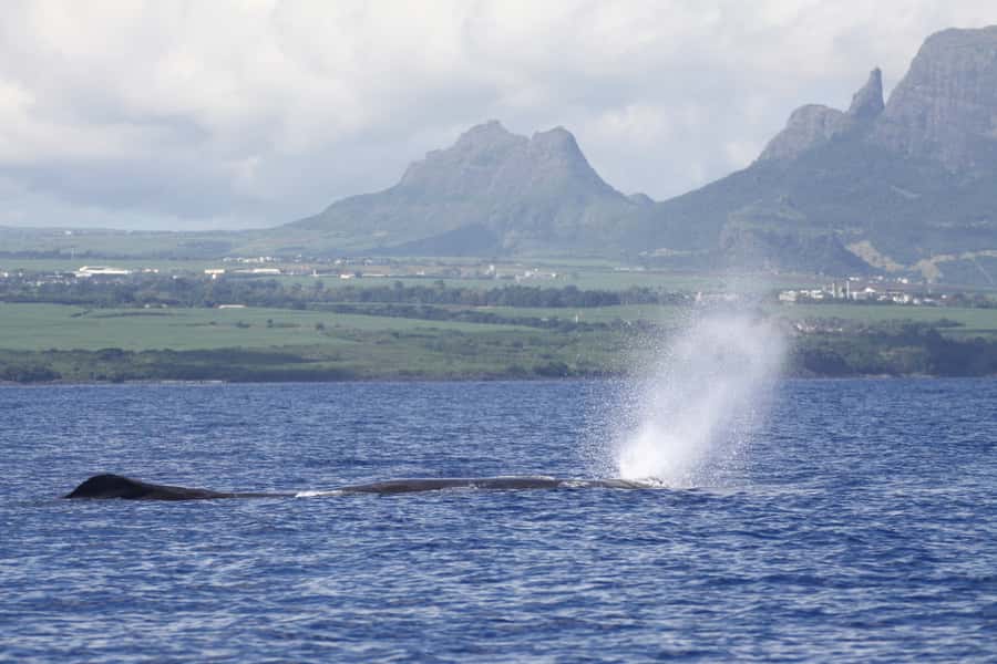 Black River: Dolphin Swim and Whale Watching by Speedboat - Meeting Spinner and Bottlenose Dolphins