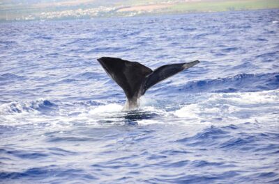 Dolphin Swim and Whale Watching by Speedboat