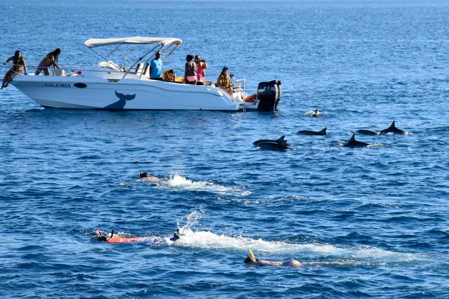 Black River: Dolphin Swim and Whale Watching by Speedboat - Who Will Enjoy This Tour Most?