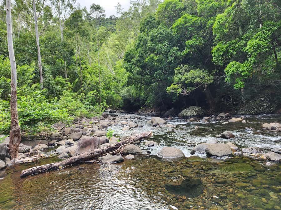Black River: Guided Hike in the Black River Gorges Valley - Mountain views, rivers, and quiet forest