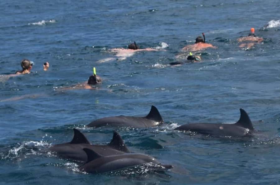 Black River: Swim with Dolphin Speed Boat Tour with lunch - Key points at a glance