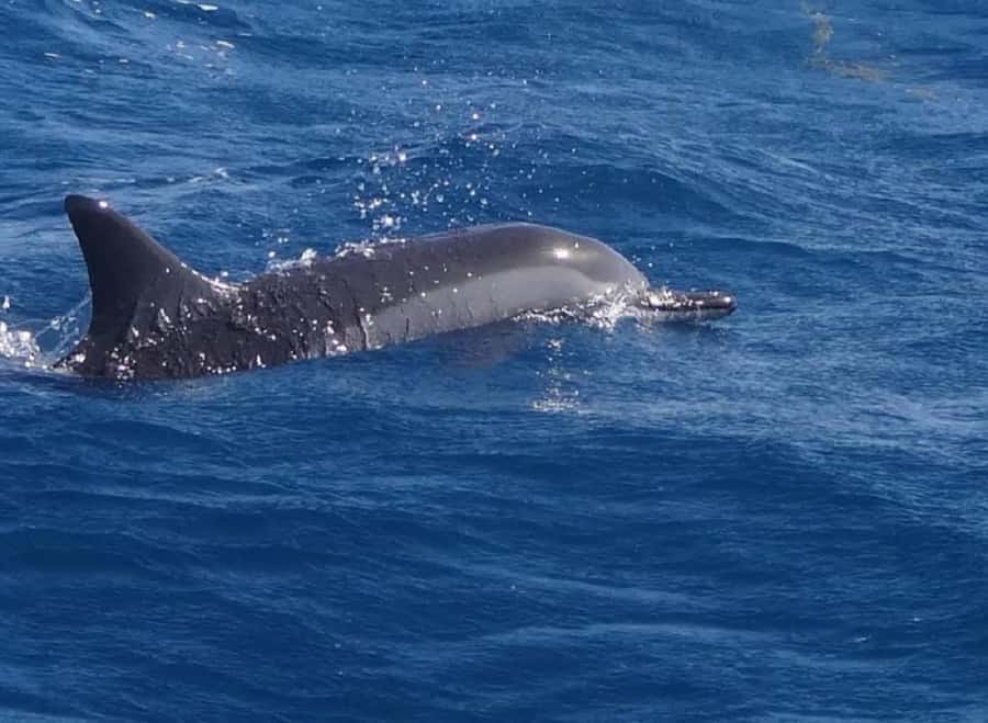 Black River: Swim with Dolphin Speed Boat Tour with lunch - Meeting the boat at Flic en Flac Public Beach