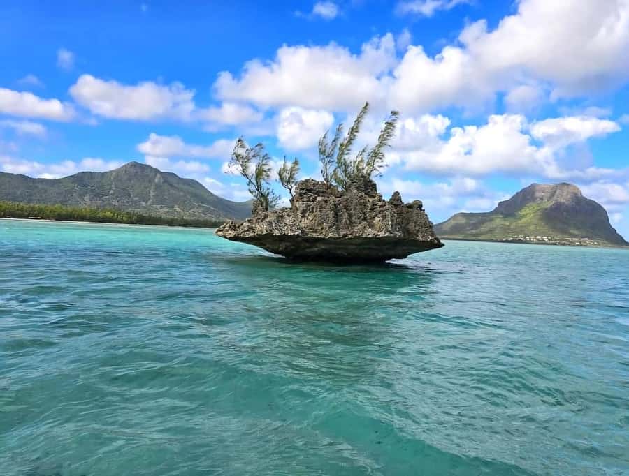 Black River: Swim with Dolphin Speed Boat Tour with lunch - Swimming with dolphins without turning it into a chase