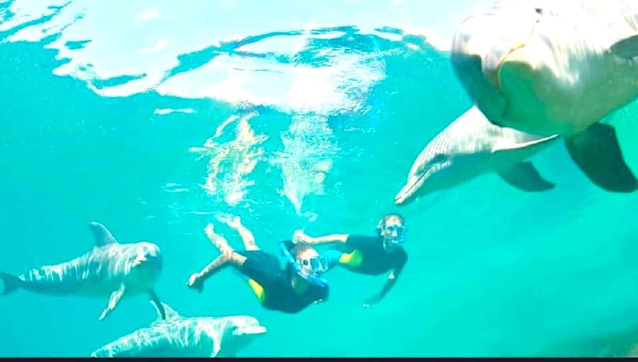 Black River: Swim with Dolphin Speed Boat Tour with lunch - What the $74 price really buys you