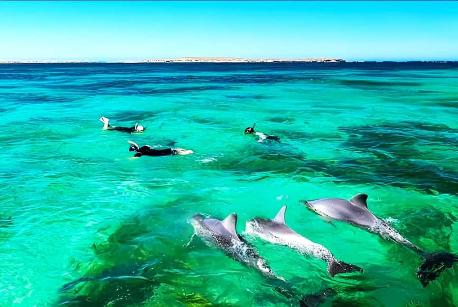 Black River: Swim with Dolphin Speed Boat Tour with lunch - Who will enjoy this Mauritius boat tour most