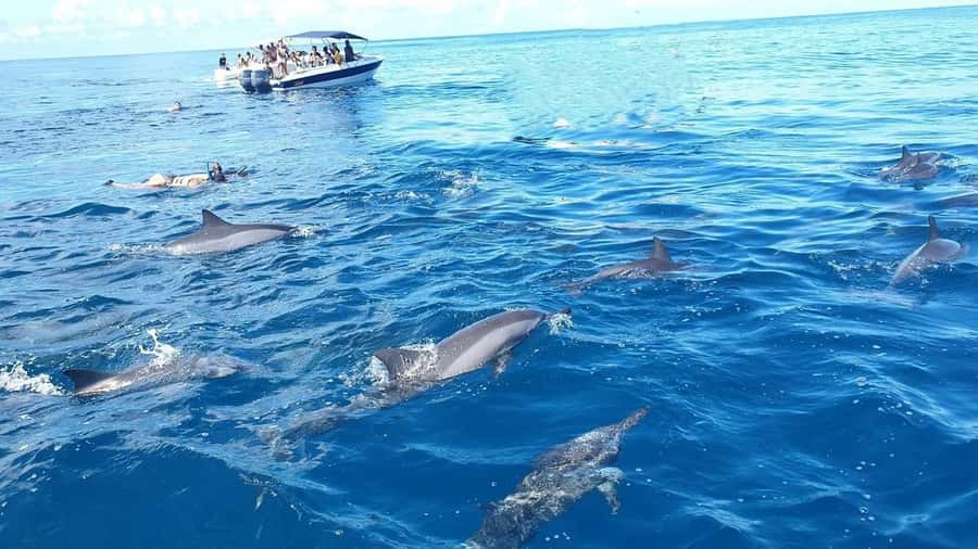 Black River: Swim with Dolphin Speed Boat Tour with lunch - The speedboat ride across western Mauritius