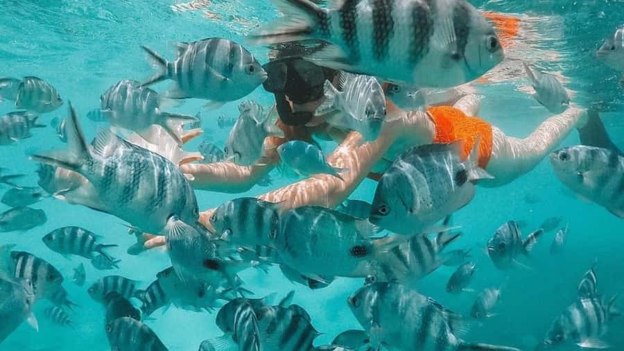 Blue Bay: Blue Bay Glass Bottom Boat Visit and Snorkeling - The best reasons to choose this Blue Bay outing