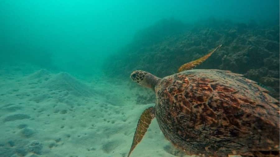 Blue Bay: Blue Bay Glass Bottom Boat Visit and Snorkeling - The guides make the difference