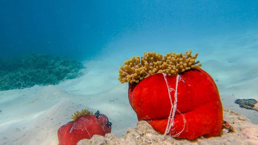 Blue Bay: Blue Bay Glass Bottom Boat Visit and Snorkeling - Who will enjoy this most