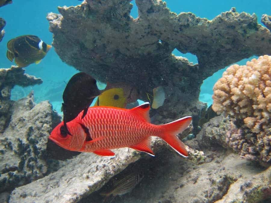 Blue Bay: Half-Day Snorkeling Trip with Creole Picnic Lunch - Key points to know before booking