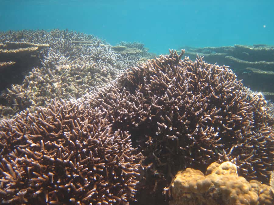 Blue Bay: Half-Day Snorkeling Trip with Creole Picnic Lunch - The return to the marine park