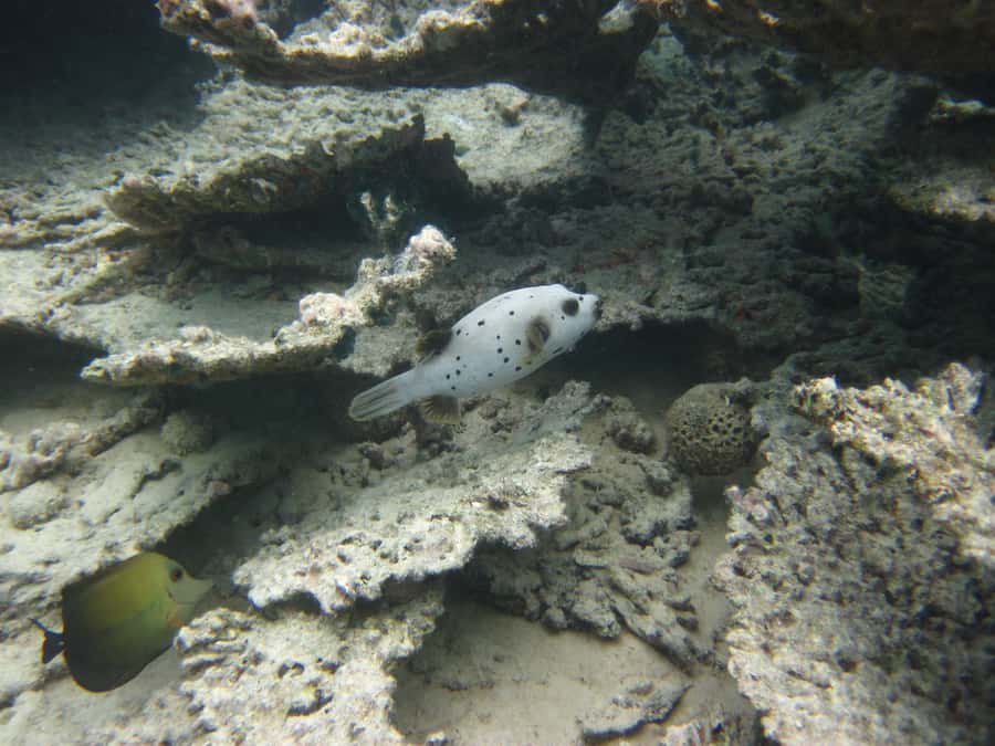 Blue Bay: Half-Day Snorkeling Trip with Creole Picnic Lunch - Who will enjoy this Blue Bay trip most?