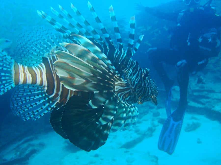 Blue Bay: LEARN TO DIVE TODAY with CORAL DIVING Team - Equipment, safety, and the role of the instructor