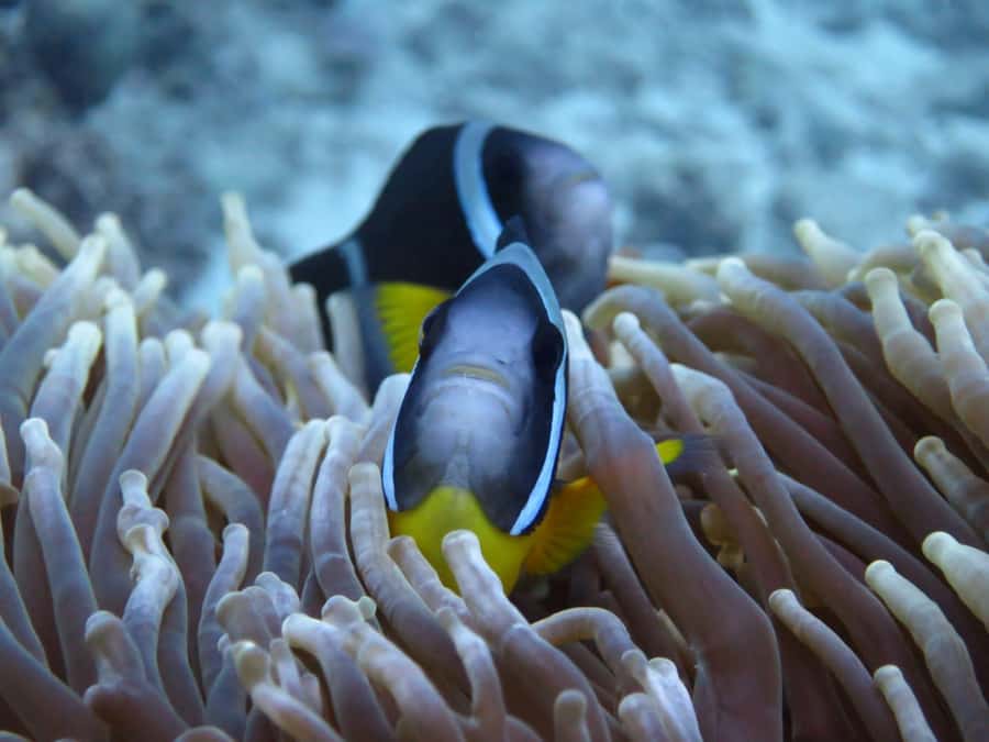 Blue Bay: LEARN TO DIVE TODAY with CORAL DIVING Team - What the underwater portion is really like