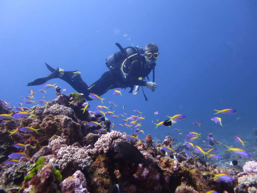 Blue Bay: LEARN TO DIVE TODAY with CORAL DIVING Team - Is $176 a fair price?