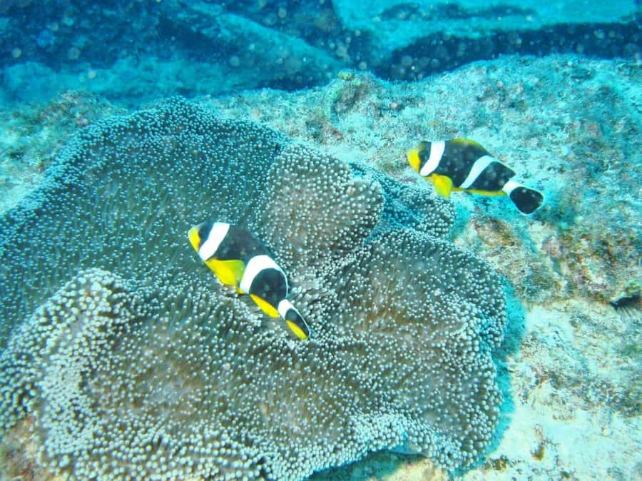 Blue Bay: LEARN TO DIVE TODAY with CORAL DIVING Team - Booking flexibility and practical planning