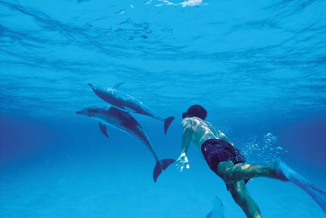 Catamaran Cruise to Ile Aux Bénitiers: Dolphin watch, Crystal Rock & Transfer - The early transfer to Rivière Noire and Tamarin