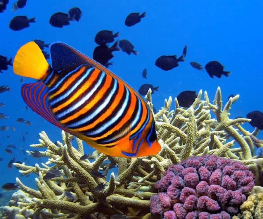 Catamaran Mauritius Cruise in the North Coasts - Coin de Mire and the final snorkeling stop