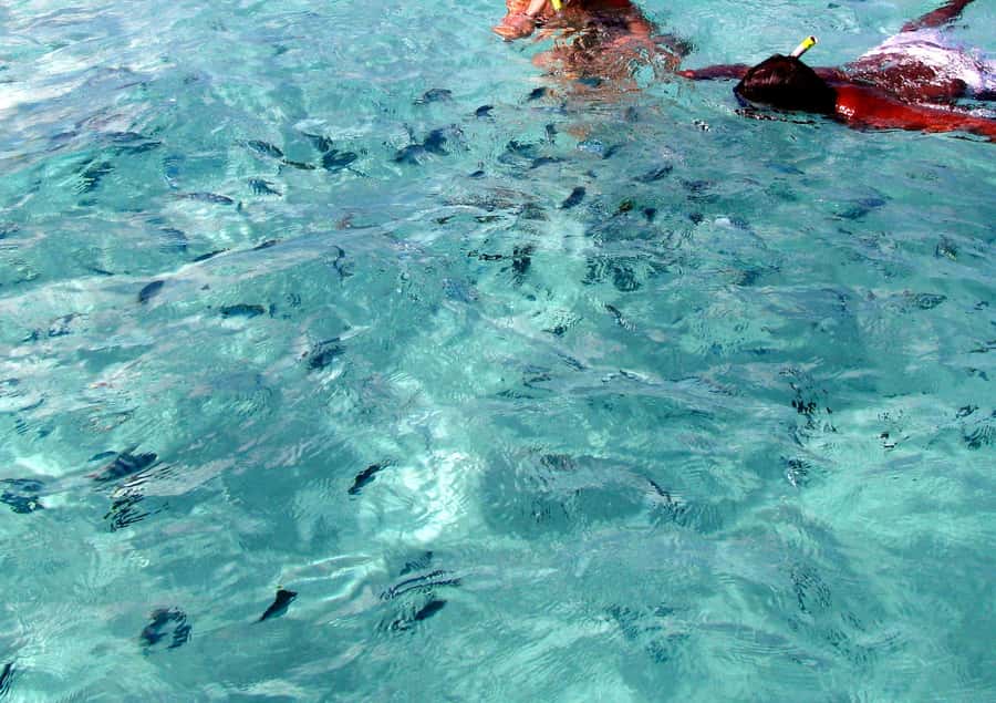 Catamaran Trip to Ile au Cerfs with Lunch and GRSE waterfall - Is $69 a fair price?
