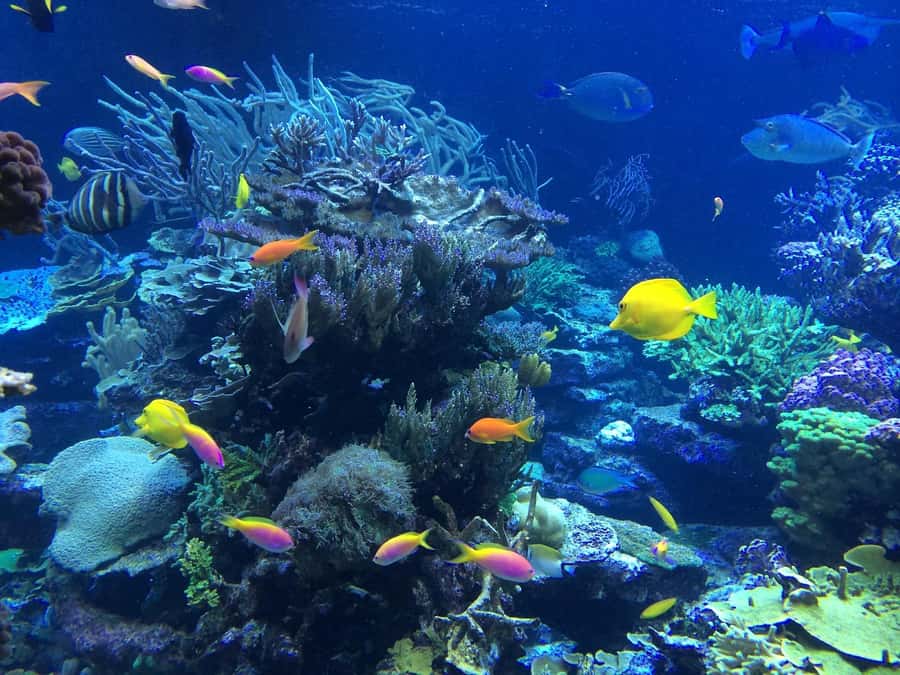 Coin de Mire 2-Hour Private Snorkeling Trip - Key points before you book