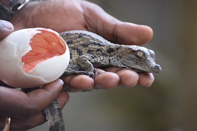 Crocodile Nature Park - Key things to know before booking