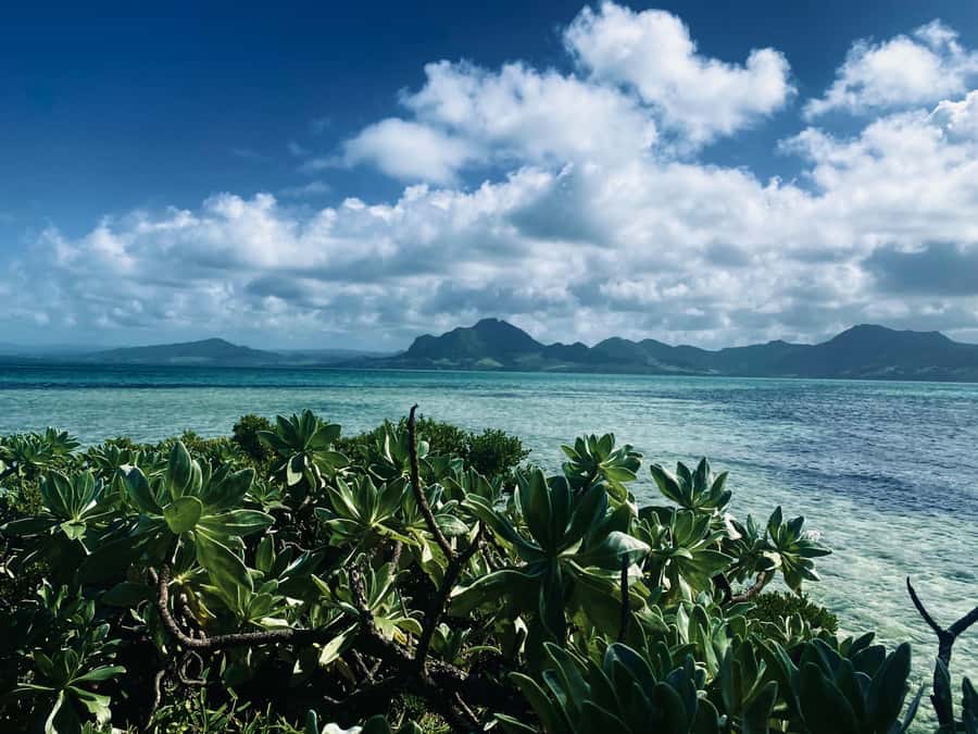 Day Trip at Ile aux Cerfs and other Gems of the South. - The lagoon ride and the first marine stops
