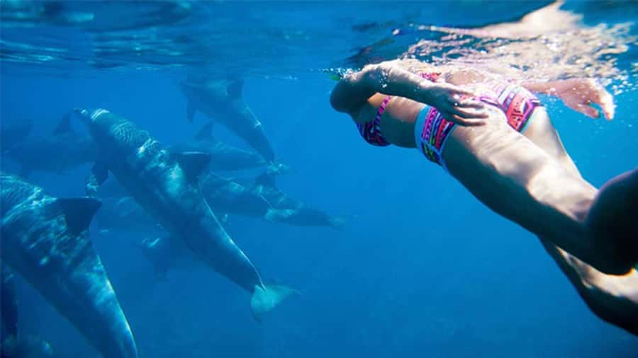 Discover Mauritius: Dolphin Watch, Snorkeling, BBQ Lunch - Searching for dolphins near Black River