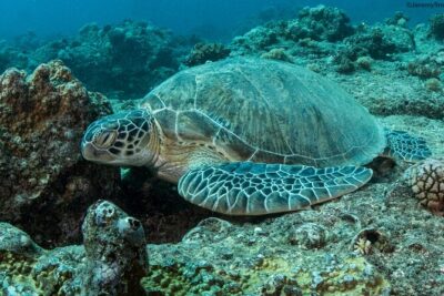 Discover Scuba Diving in Mauritius