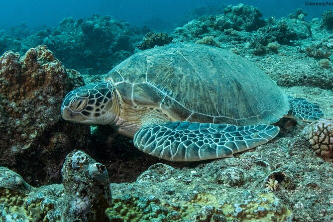 Discover Scuba Diving in Mauritius - The shallow-water test at 0.6 to 1.8 meters