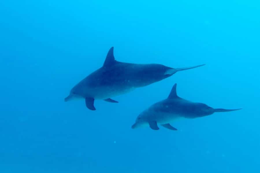 Discover Scuba Diving in the North of Mauritius - Meeting at Mont Choisy under the trees