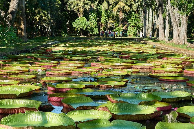 Discovering the North of Mauritius: Full-day incl Botanical garden & lunch - Cap Malheureux and its red-roofed church