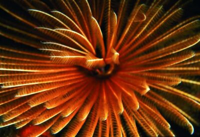 Diving in the North with Blue World Adventures