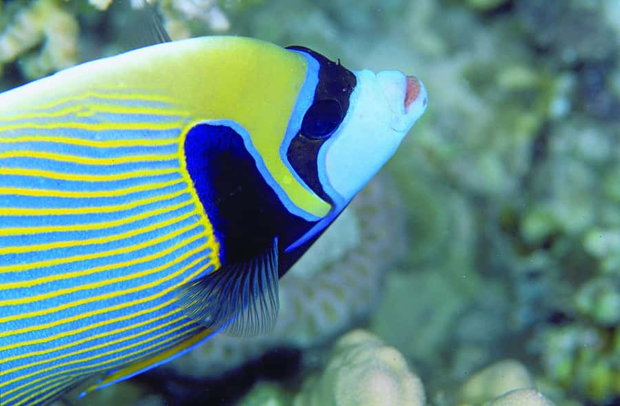 Diving in the North with Blue World Adventures - Coral, fish, and old wreck sites